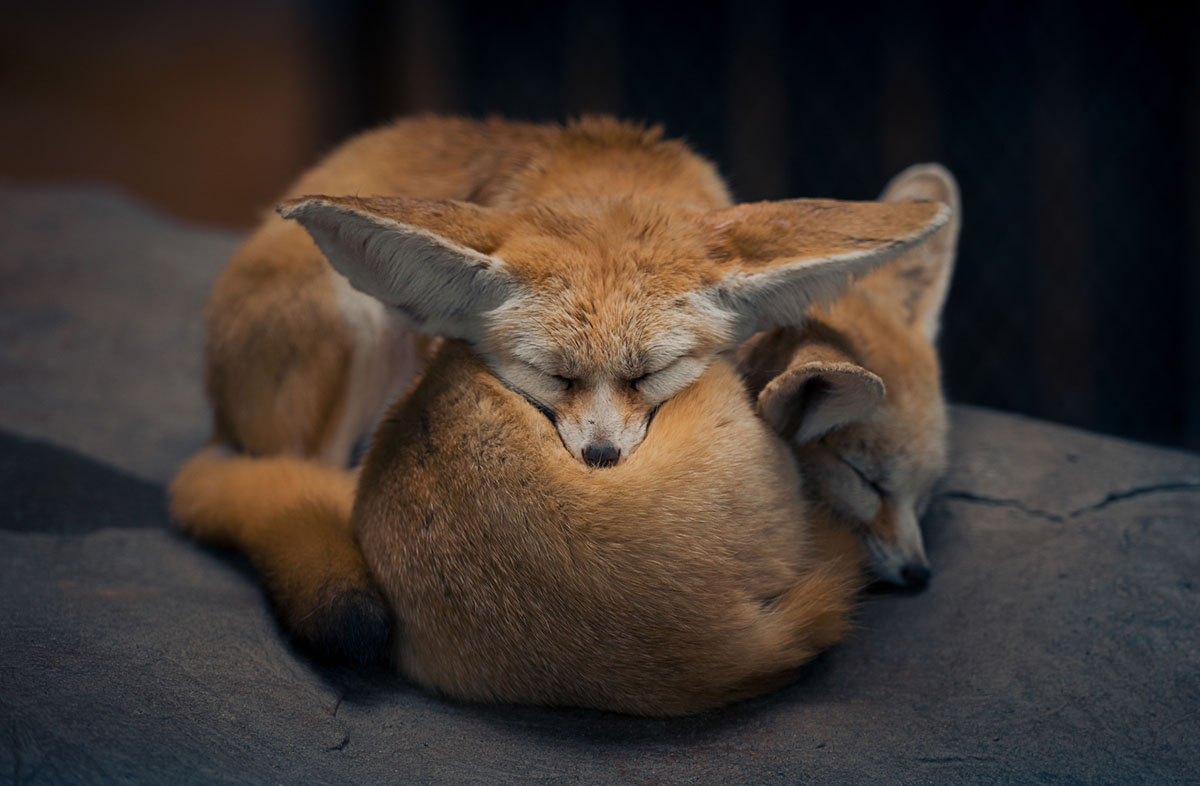 Fennec Every Hour! (@fenneceveryhr) on Twitter photo 