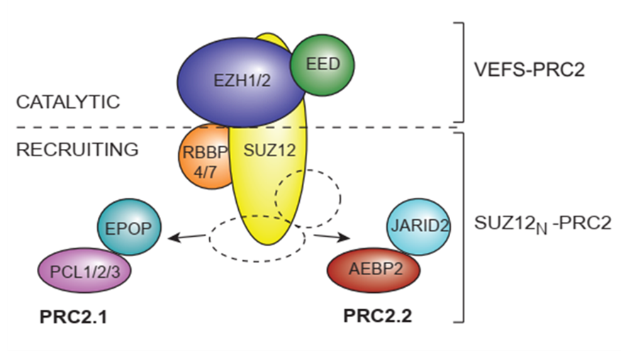 Epigenetics Update - Addressing the specific roles of histone modifications in transcriptional repression go.nature.com/4pqQXXQ

Kristian Helin reporting in Nat Commun

#Epigenetics #HisMods #Chromatin
---

Discover the breakthrough at epigenometech.com
