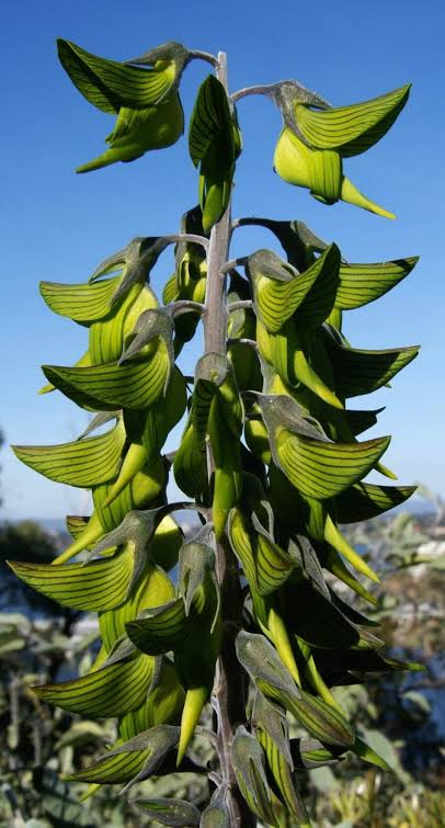 🌿 Nature’s ultimate illusion!
Crotalaria cunninghamii, aka Green Birdflower, grows a flower that looks exactly like a bird perched on its stalk. 🐦💚
When nature is the artist, who needs Photoshop?

Regal birdflower
Scientific name: Crotalaria cunninghamii
Family: Fabaceae
Also