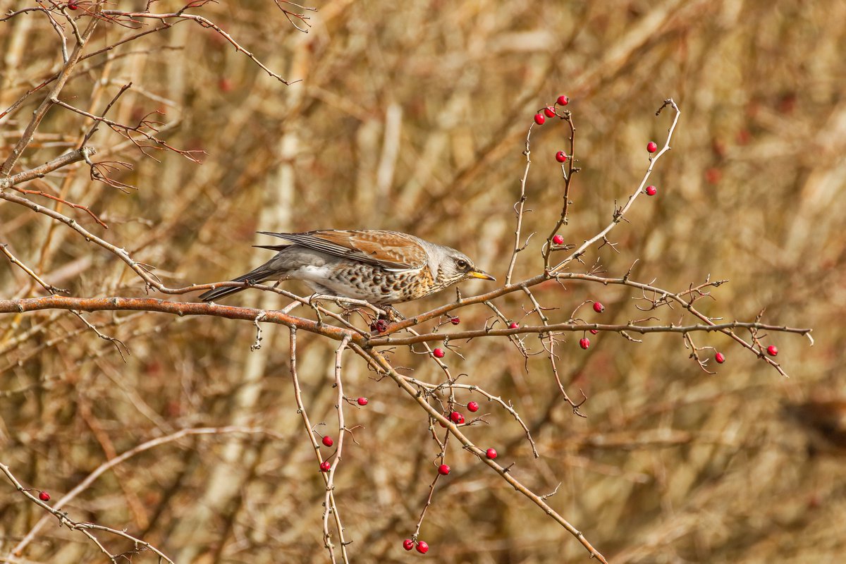 Sussex Ornithology tweet media