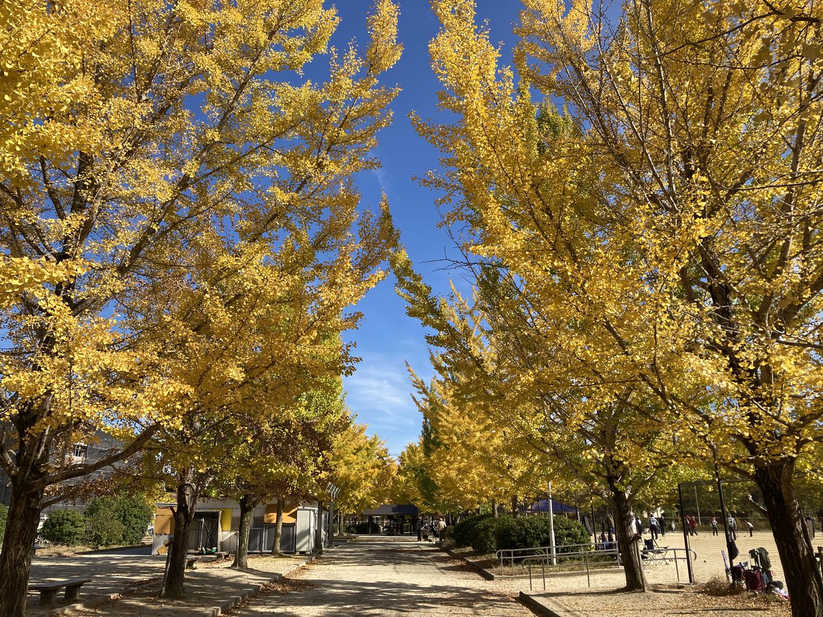 ryuzou_m's tweet photo. ふと立ち寄った公園の銀杏が綺麗でした。 https://t.co/w4xJJrO1va