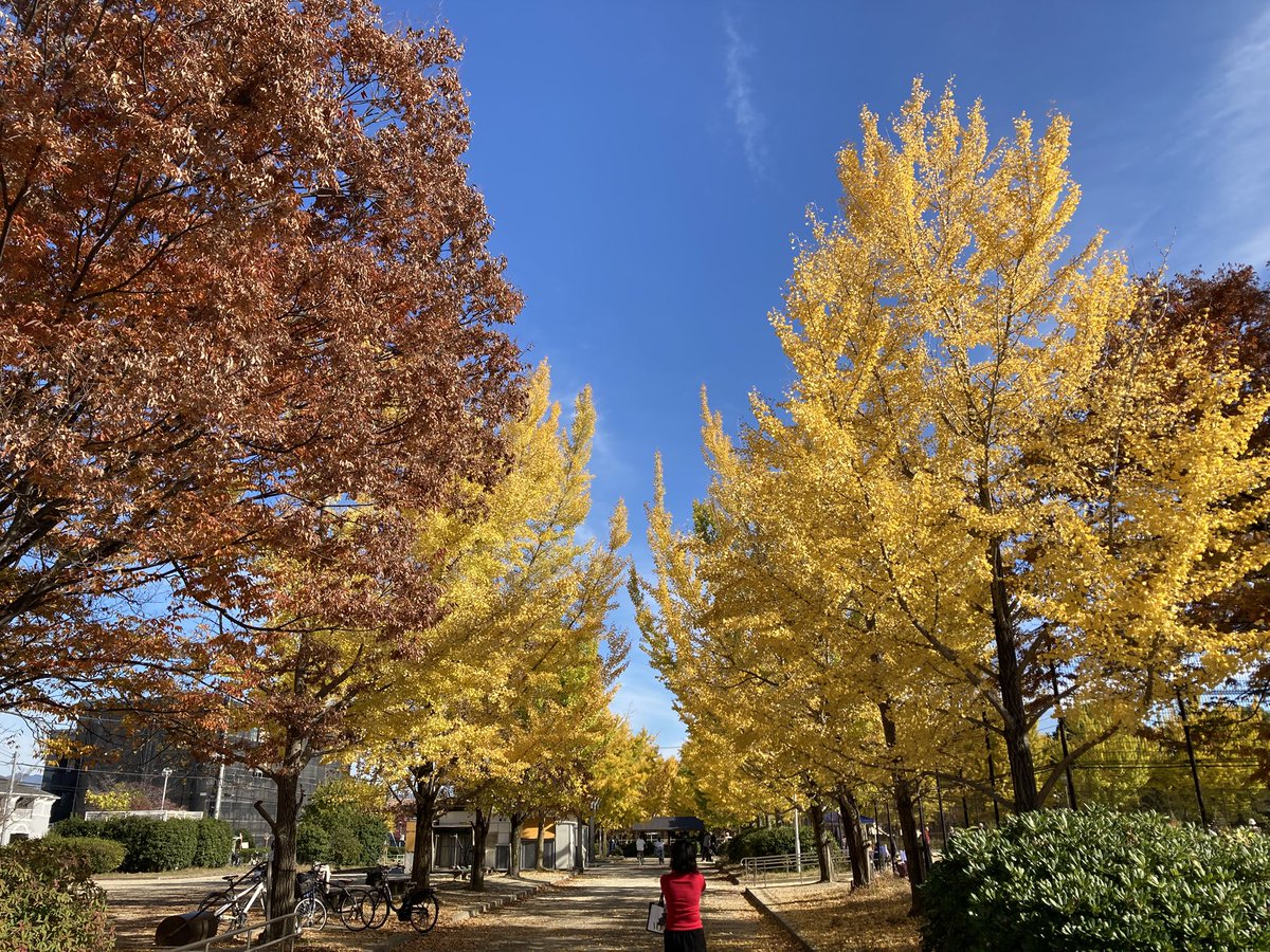 ryuzou_m's tweet photo. ふと立ち寄った公園の銀杏が綺麗でした。 https://t.co/w4xJJrO1va