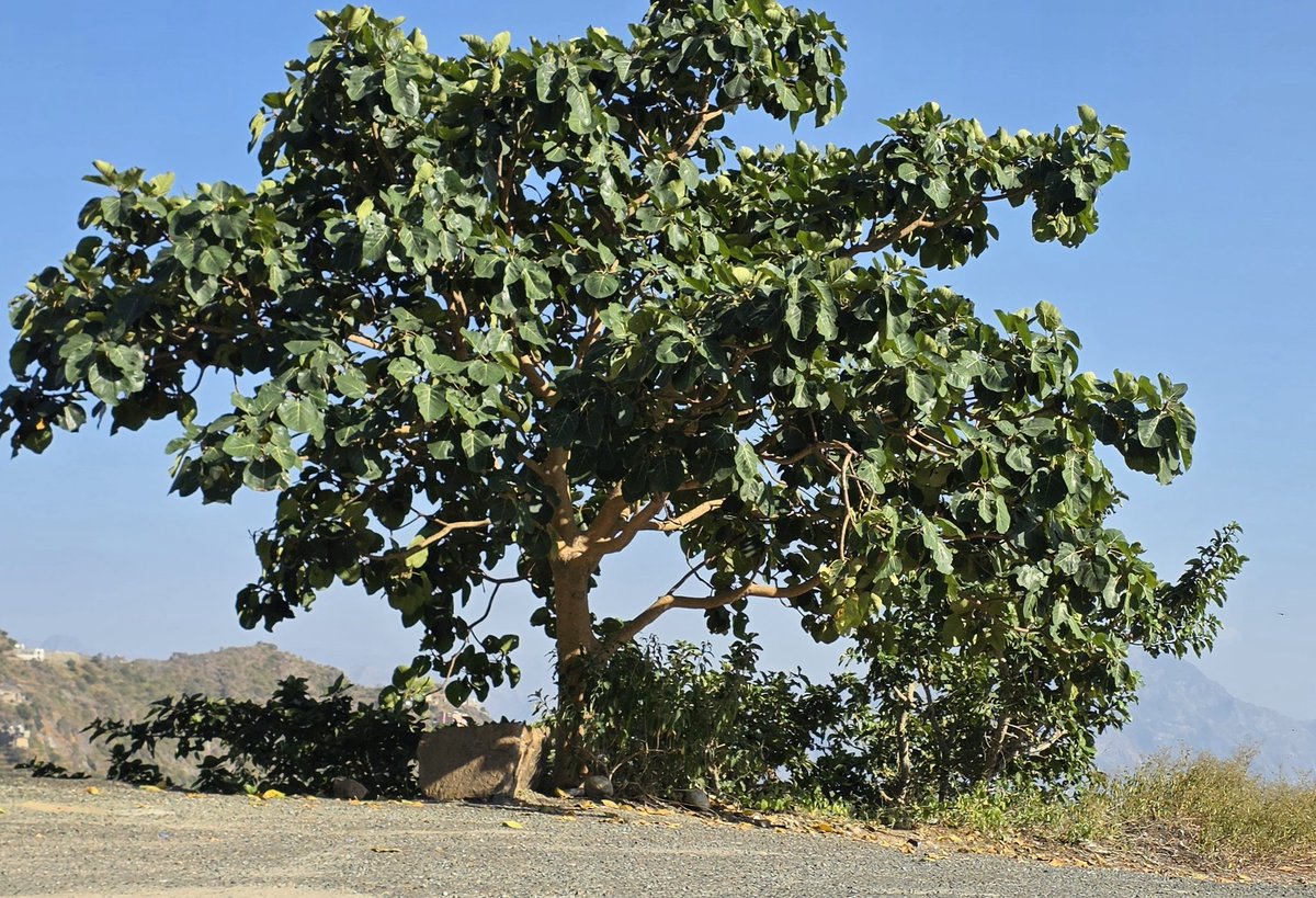 رحمك الله يا أبي وأظلك بظل عرشه يوم لاظل الا ظله.
..
شجرة تالوق أو ما يعرف في السراة بالبرقع. زرعها قبل موته بسنوات صدقة ظل لمن مر من هنا، طلباً للأجر والمثوبة. فتقبل منه يارب واجزل له الأجر والمثوبة.