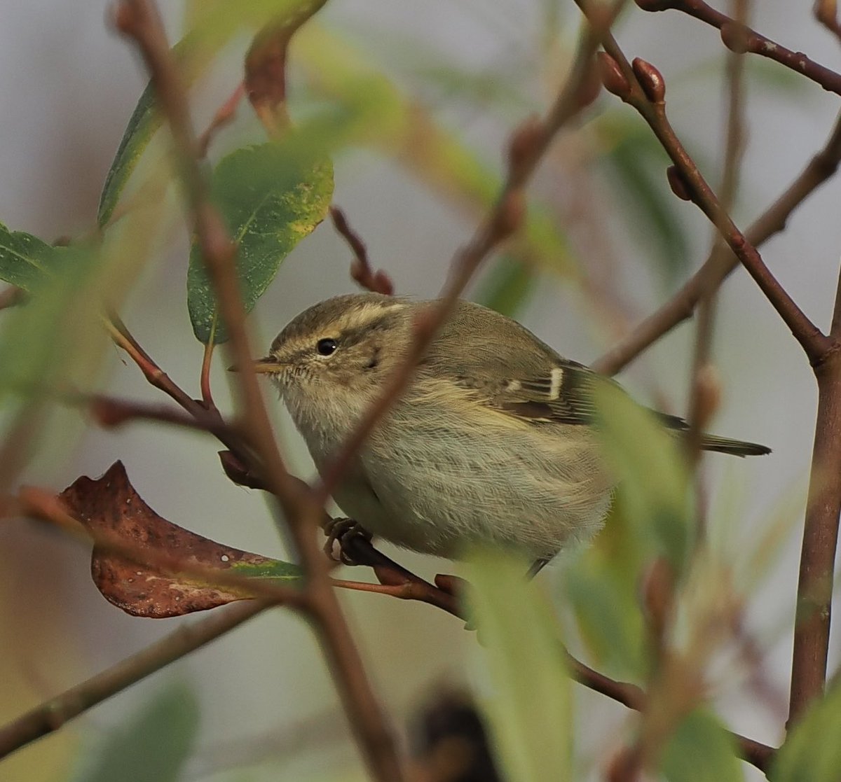 Mikeilett's tweet photo. Second visit today for the Hume’s Warbler at Marston Vale Millennium CP - always very active but calling frequently https://t.co/t521JN3WGW