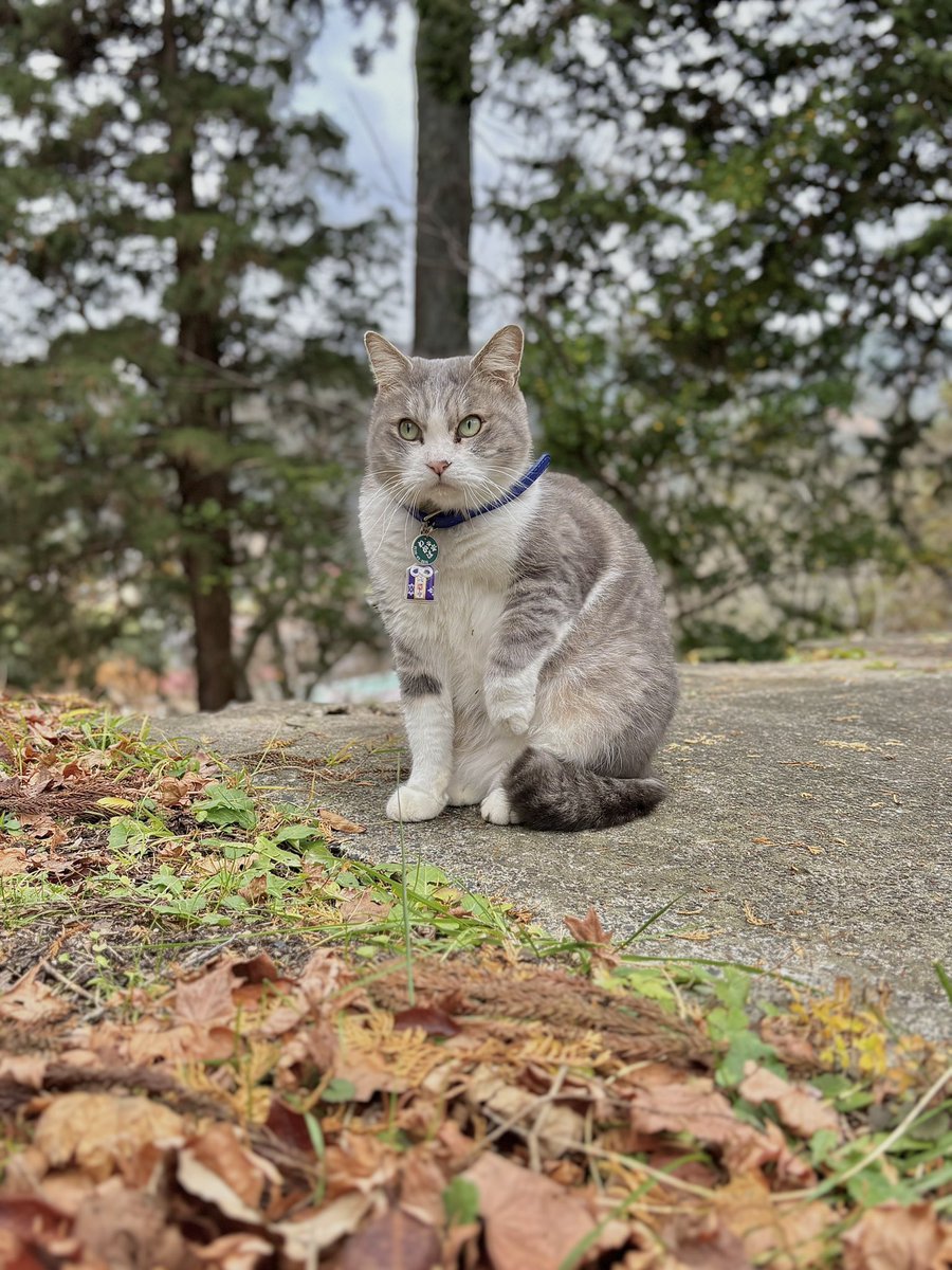 cb____ringo's tweet photo. 若草神社～気仙沼

わかばくん人懐こくて可愛かった🫶🏻︎🩵 https://t.co/BgWUhz97Gb