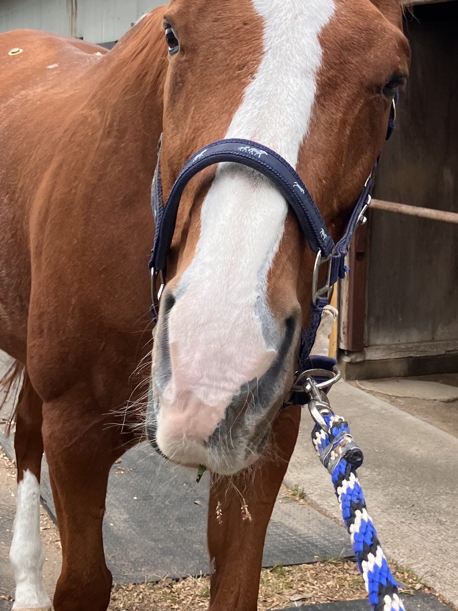 口から‼️道草の‼️証拠が‼️

Grass‼️ It's sticking out of your mouth‼️