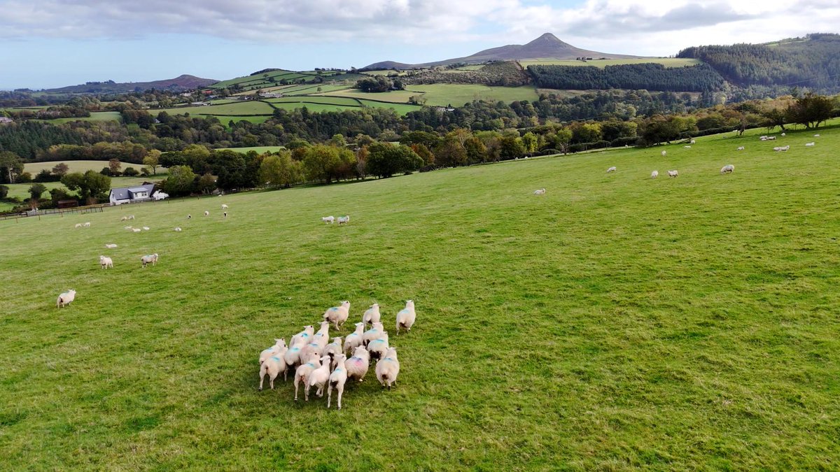 We visit a sheep farmer &amp; owner of Murray Meadows in County Galway, an organic farm which pioneers farm diversification on #RTENationwide Monday 24th November on <a href="/RTEOne/">RTÉ One</a> at 7pm &amp; RTE1+1 at 8pm <a href="/rte/">RTÉ</a> <a href="/galwaytweets/">Galway Tweets</a> <a href="/IREWoolCouncil/">Irish Grown Wool Council</a> <a href="/GalwayHour/">Galway Hour</a> <a href="/GalwayGaillimh/">Galway Gaillimh</a> <a href="/thegalwaywoolco/">TheGalwayWoolCo-op</a> RT