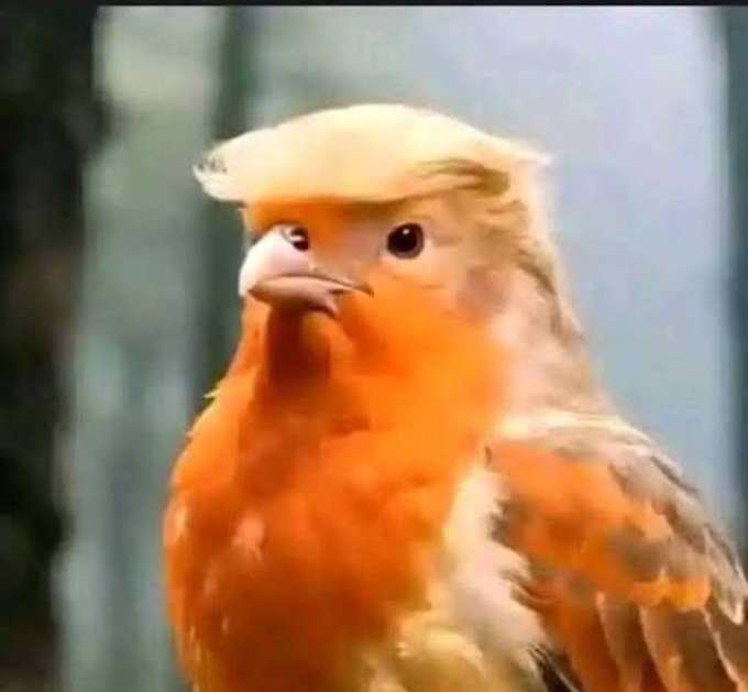 Trump didn't boycott South Africa because of "principles." He boycotted because he knows his "white genocide" narrative falls apart the second he steps on the ground. He’s not protesting; he’s hiding. Easier to tweet fiction from Mar-a-Lago than face the facts in SA #G20summit