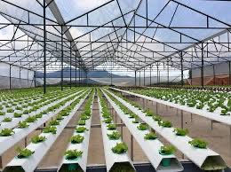 Lananh8187's tweet photo. 🥗 Greenhouse-grown clean vegetables – a reliable solution for health protection in today’s risky food era.
🏡 Controlled greenhouse environments allow crops to grow naturally without exposure to harmful external factors.
💧 Automated irrigation and nutrient systems keep vegetables fresh, vitamin-rich, and completely free from chemical residues.
🔆 Sun-simulated lighting supports optimal photosynthesis, preserving full nutrients and natural flavor.
🛡️ Clean vegetables provide daily peace of mind for families, especially important in a modern world full of stress and pollution.
🌱 High-tech agriculture delivers safe, sustainable, and premium-quality produce to the community.

https://t.co/BcSoJsrMm7

@maljefairi @picoreteam @haicntt123
@sidrachain @Sidraholding @SidraChain @SidraBank @Sidra @SidraFamily @SidraDex @BTC @Sidraholding