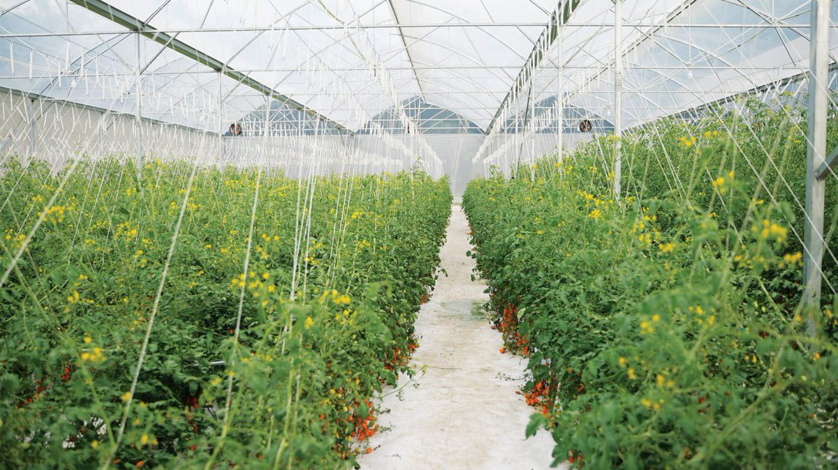 Lananh8187's tweet photo. 🥗 Greenhouse-grown clean vegetables – a reliable solution for health protection in today’s risky food era.
🏡 Controlled greenhouse environments allow crops to grow naturally without exposure to harmful external factors.
💧 Automated irrigation and nutrient systems keep vegetables fresh, vitamin-rich, and completely free from chemical residues.
🔆 Sun-simulated lighting supports optimal photosynthesis, preserving full nutrients and natural flavor.
🛡️ Clean vegetables provide daily peace of mind for families, especially important in a modern world full of stress and pollution.
🌱 High-tech agriculture delivers safe, sustainable, and premium-quality produce to the community.

https://t.co/BcSoJsrMm7

@maljefairi @picoreteam @haicntt123
@sidrachain @Sidraholding @SidraChain @SidraBank @Sidra @SidraFamily @SidraDex @BTC @Sidraholding