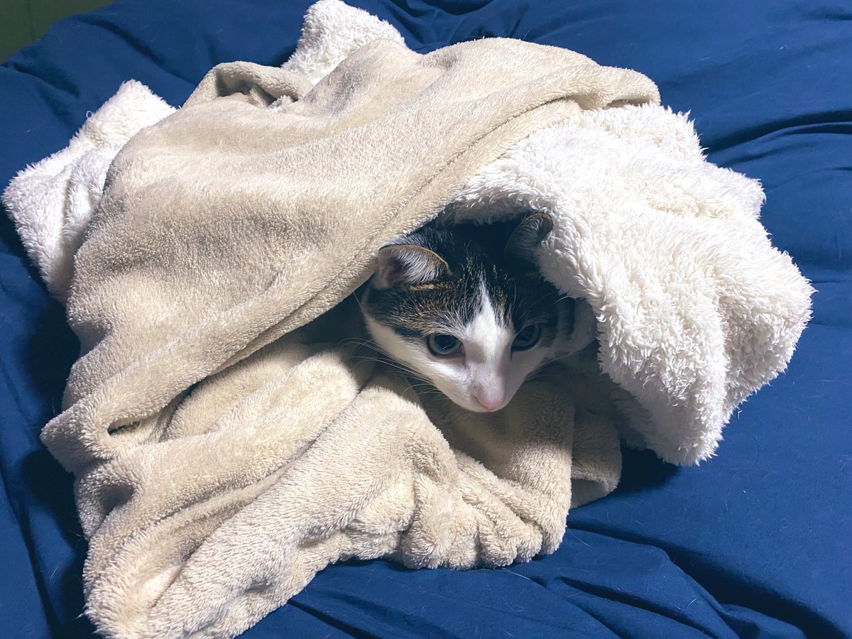 冬眠とこちゃん