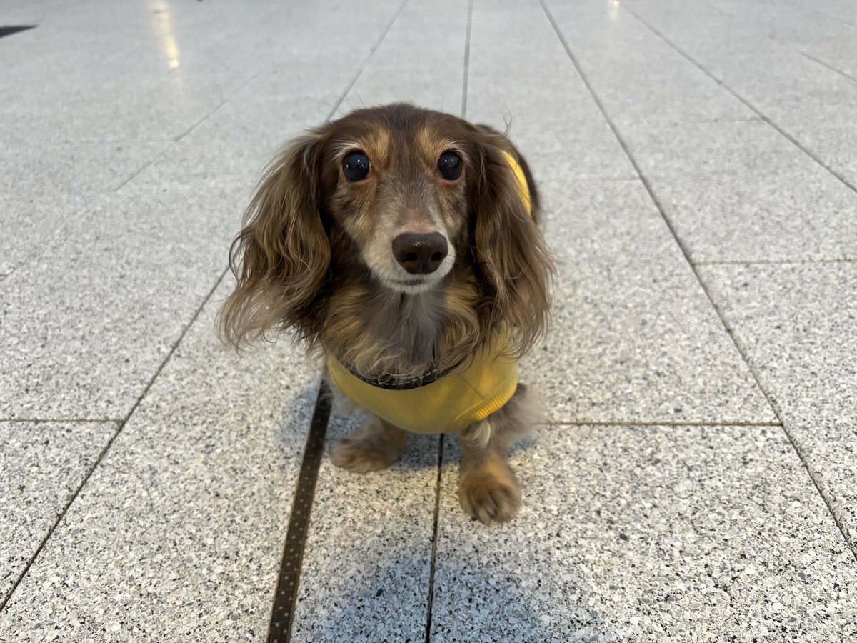 tibi_makiusa's tweet image. 11月24日17時頃、今日はいつもより1時間早く夜(？)散歩に出かけたら、お日様が完全に沈んでなくて、まだちょっと明るかったの❗️
☁️で無風だったので、コートなしでも寒くなかったよ😊
#犬好きさんと繋がりたい