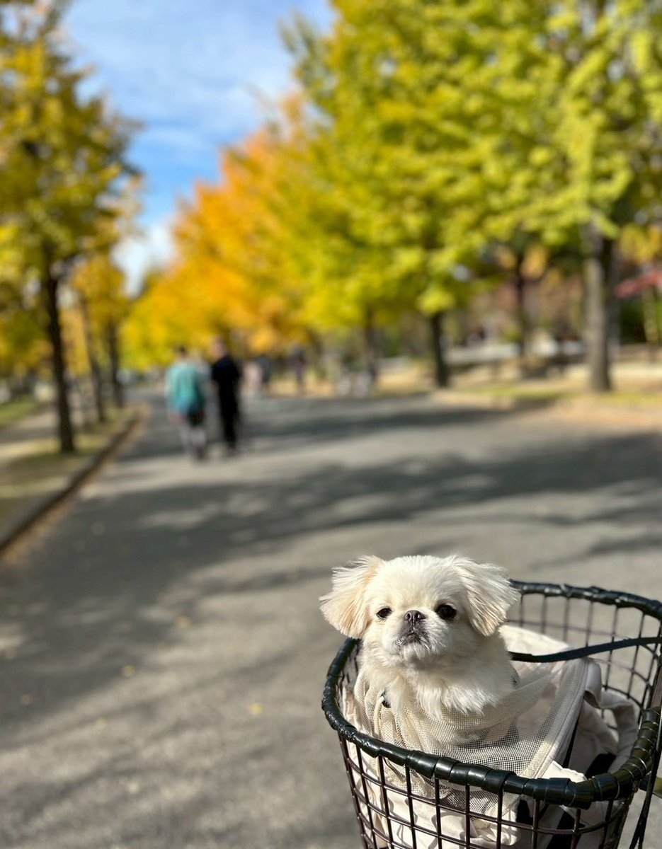 むぎくん (@muuuugi76) / Posts / X