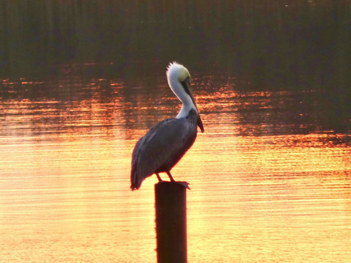 Good morning! #SunsetBeach <a href="/EdPiotrowski/">Ed Piotrowski</a> <a href="/medwick/">Gannon Medwick</a> <a href="/DylanHudlerWXII/">Dylan Hudler</a> <a href="/jamiearnoldWMBF/">Jamie Arnold WMBF</a> <a href="/LeeHaywoodWX/">Lee Haywood</a> <a href="/dogwoodblooms/">Cassie Clark</a> <a href="/marioncaldwx/">Marion Caldwell</a> <a href="/JustinMcKeeWx/">Justin McKee</a> <a href="/StarboardRail/">The Starboard Rail</a> <a href="/ThePhotoHour/">#ThePhotoHour</a> <a href="/Christina4casts/">Christina Anthony</a> <a href="/CMorganWX/">Christian Morgan</a> <a href="/AndrewWMBF/">Andrew Dockery</a> <a href="/ScottyPowellWX/">Scotty Powell</a> <a href="/jgreenhillwx/">Jenna Greenhill</a> <a href="/TimBuckleyWX/">Tim Buckley</a> <a href="/matt_wx/">Meteorologist Matt Bullock</a> <a href="/clairefrywx/">Claire Fry</a>