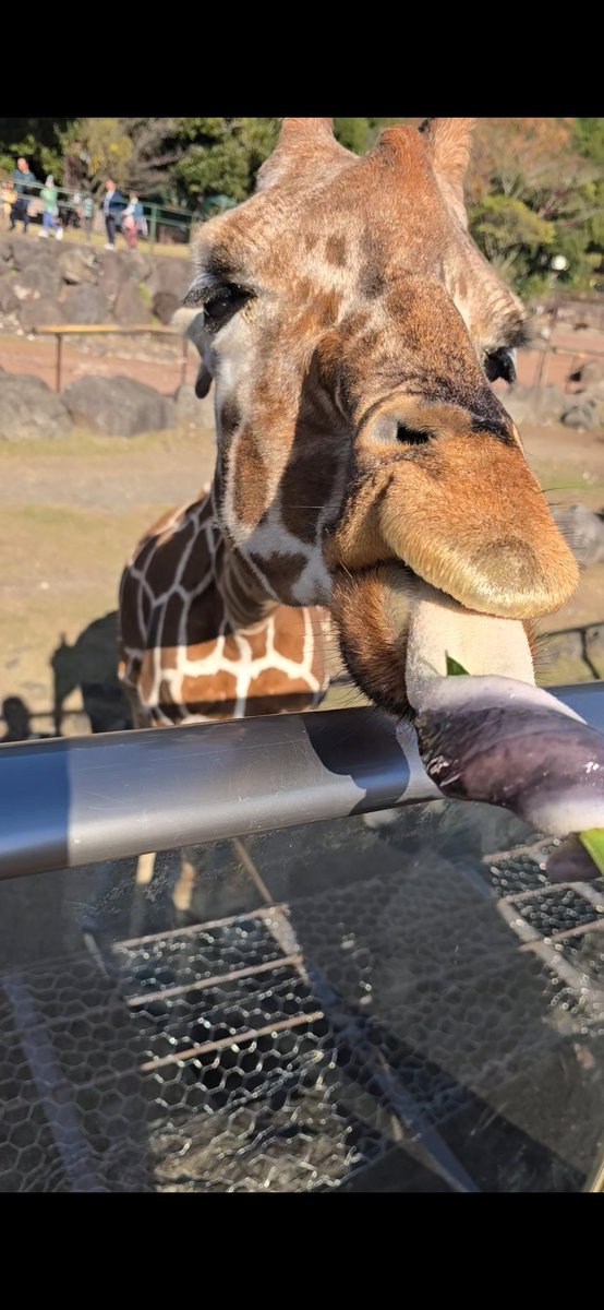 アニキンで動物に触れあってきた

梟飼いたい！！