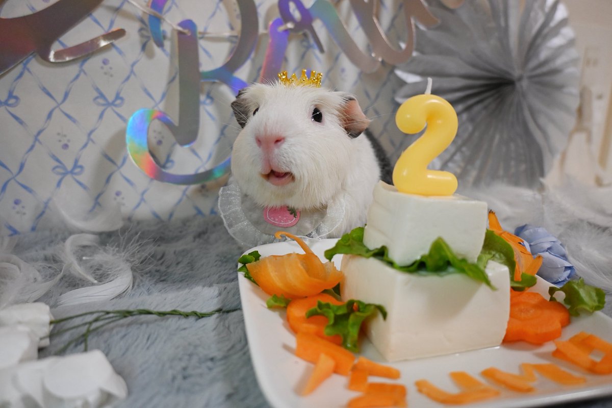 ⟡.· ⎯⎯⎯⎯⎯⎯⎯⎯⎯⎯⎯⎯ ⟡.·

昨日はぼくの
おたんじょうび　だったチモ〜！
カイヌシがおいわいしてくれたチモ！

2さいになったチモ！
りっぱなおにーさんだチモ！

⟡.· ⎯⎯⎯⎯⎯⎯⎯⎯⎯⎯⎯⎯ ⟡.·

#モルモット
#guineapig
#기니피그
#HappyBirthday