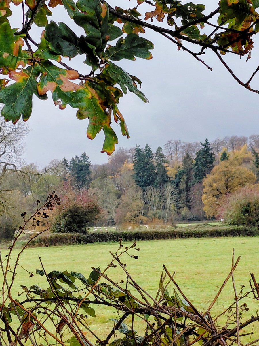 nicolatobias's tweet image. Shades of Autumn against grey skies #mondaythoughts