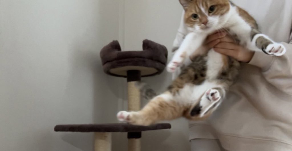 cchcchai's tweet image. 今週も頑張りましょう