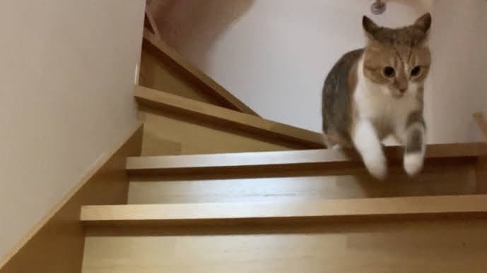 cchcchai's tweet image. 今週も頑張りましょう