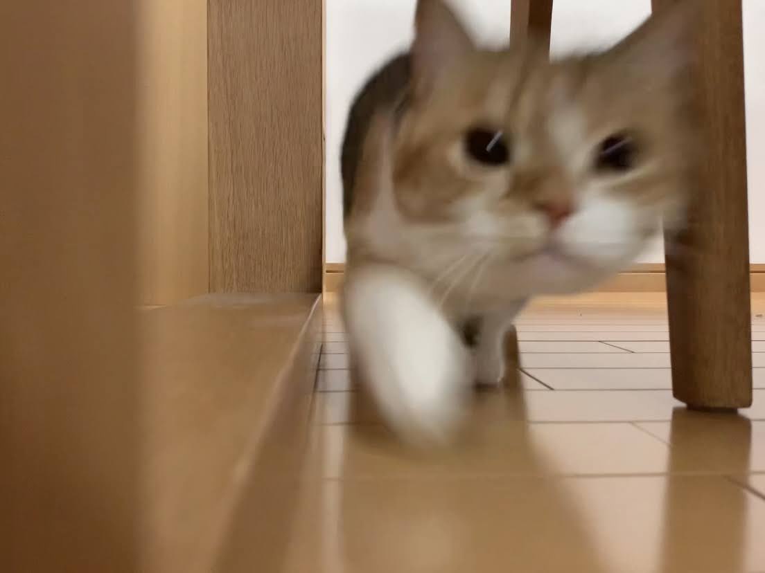 cchcchai's tweet image. 今週も頑張りましょう