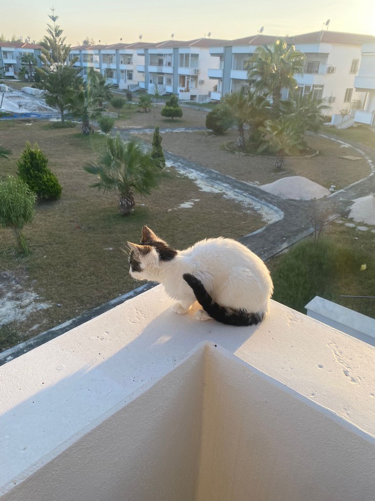 Bu yavrucak Ankara’da (istanbul da olur) yuva arıyor, 3-4 aylık, küçük ve çok oyuncu. İç dış parazitleri yapıldı. Kulağı yaralıydı, tamamen iyileşti. Kışın sokakta kalmasını istemiyoruz, dolayısıyla imkanımız olan her şehre götürebiliriz. Mama yardımı yapabiliriz. Teşekkürler.