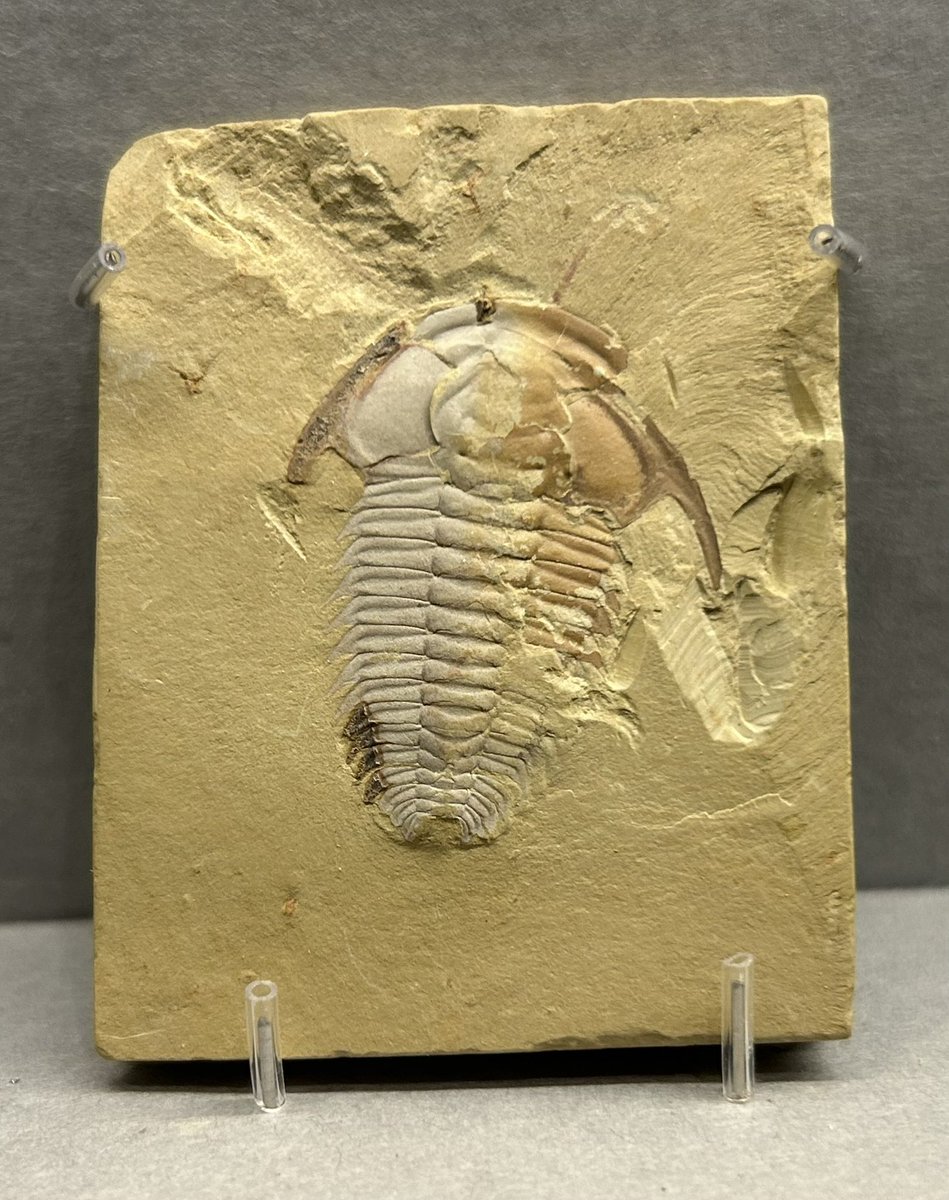 大絶滅展に行ってきました。 最初から三葉虫たっぷりでした