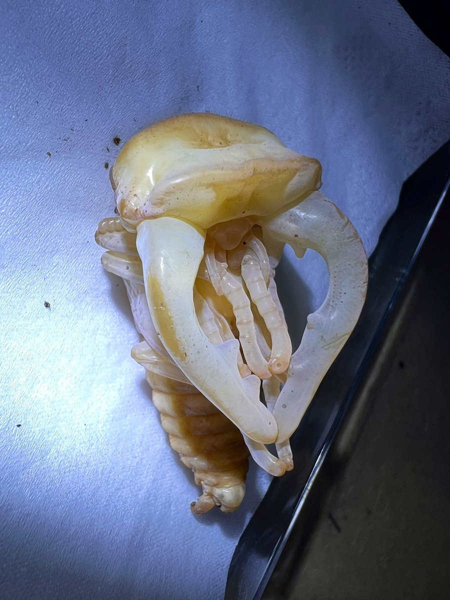 ama chan (@amachan18387914) / Posts / X