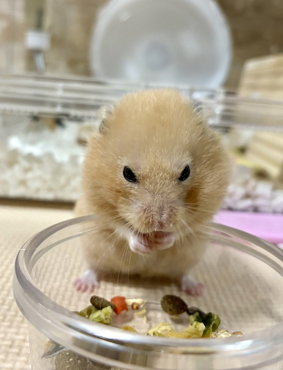 nyari2go's tweet image. 毎日エアロバイクを漕いだか漕いでないかおハムの写真と共に報告します🐹✨✨
今日は60分漕ぎました🚲

せーーかいはー！残酷だー！そぉれでもー君を愛すよーー！♪
なーにを犠牲にーしてもー！ふーんふんふんーふんふんふんふんふんふんふーーん！♪