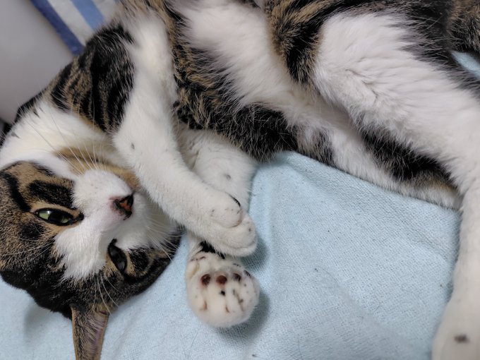 みけねこcafe清瀬本店のツイート