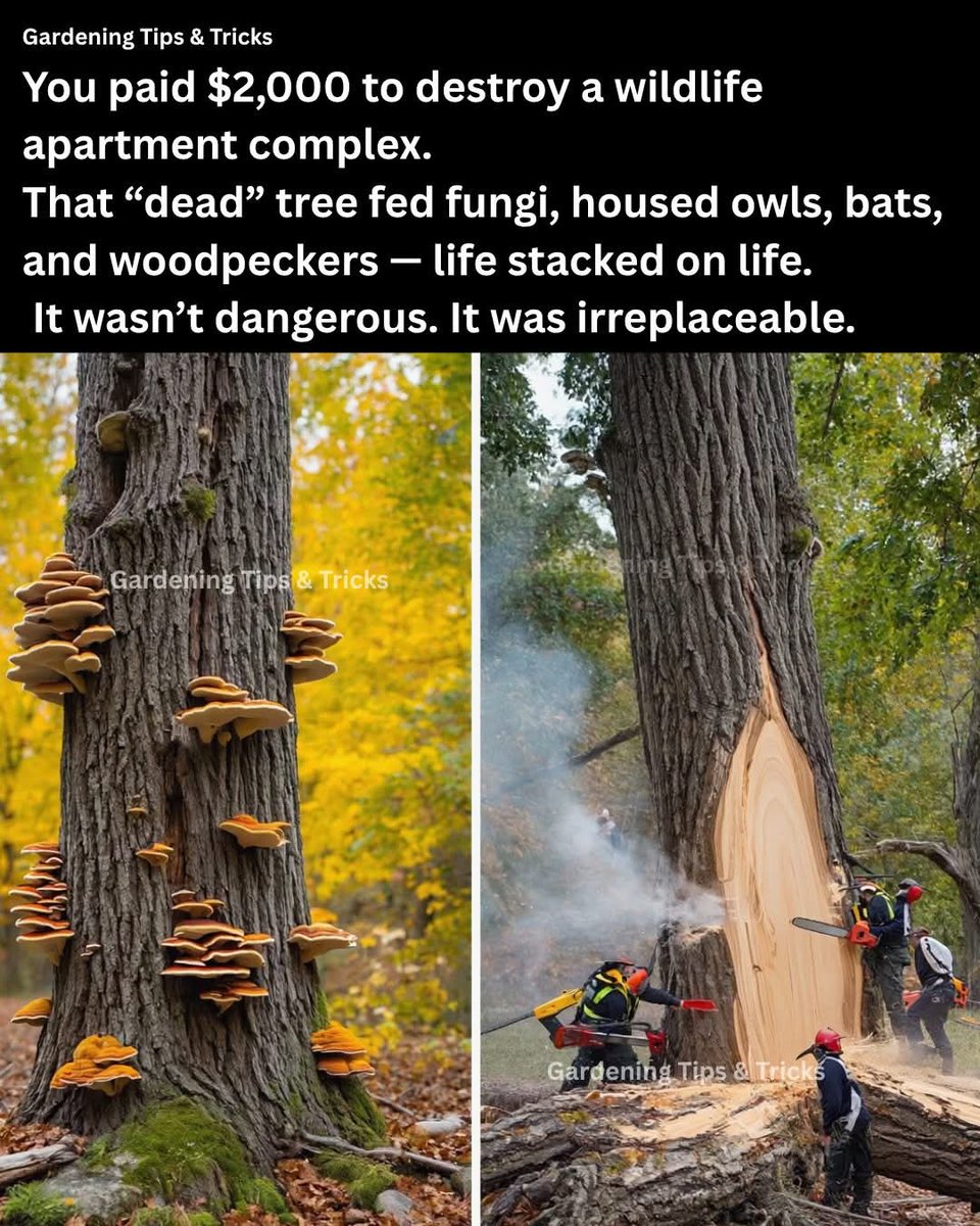 Norstackk's tweet image. :&amp;gt;}_~#StayWoke~~°°°