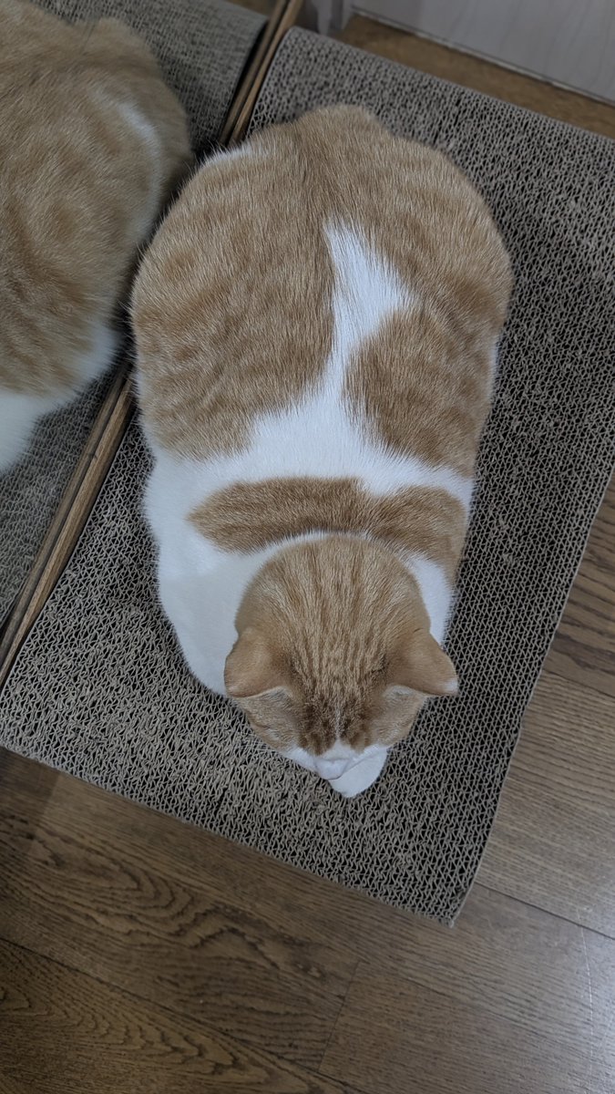 ＊＊ともりん＊＊ページ ともりん (@eizh2q3MvTVKBMe) / Posts / X