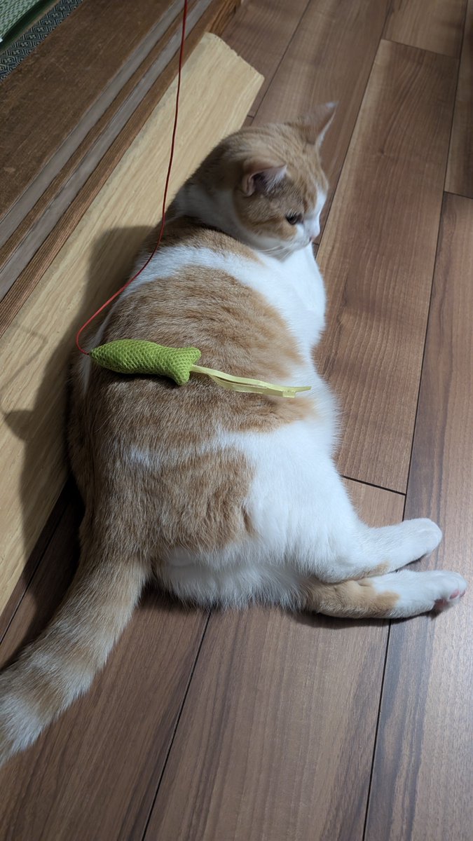 ともりん( ´ω`)つ🇯🇵 (@tomorin76) / Posts / X