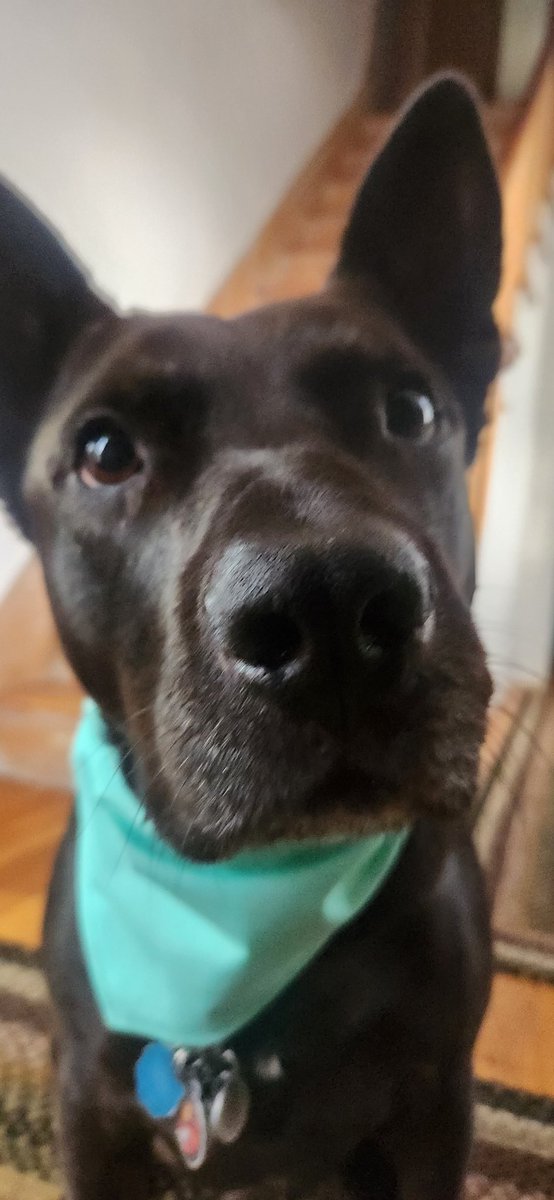 This dashing man is ready for a night on the town in his <a href="/TheHerdHouse/">THE HERD HOUSE</a> bandana.  See how sharp his nose as he....  too close to the camera.... Anywho, I am continuing #JacksCharityPawty2025 until sold.  Non personalized bandanas only. See sizes and pricing in pinned post.