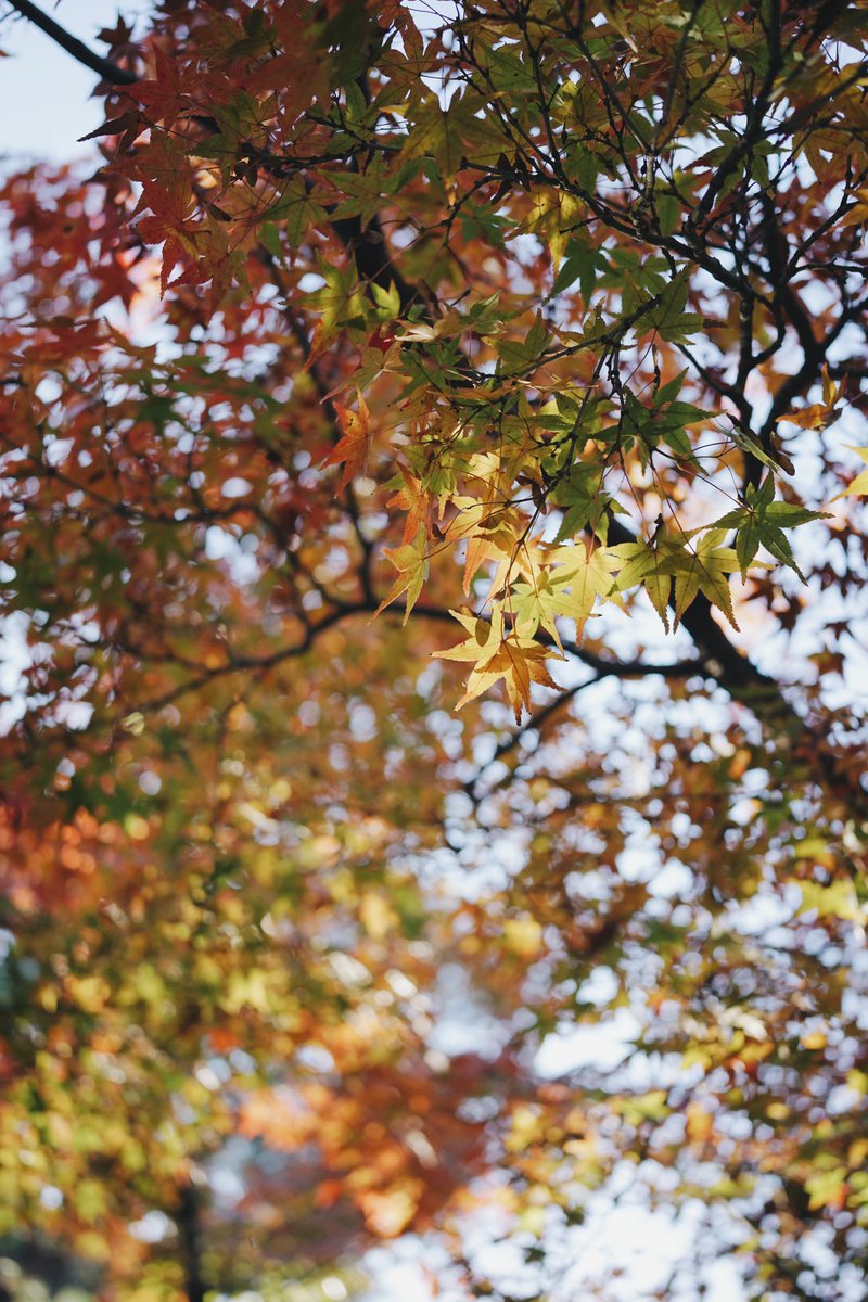 saekohiguchi's tweet photo. とっても秋を感じられた連休でした🍁 https://t.co/hvqtvkagJL