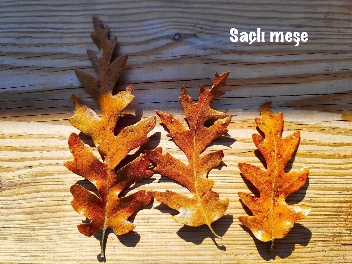 Saçlı Meşe (Quercus cerris), meşeler arasında dikkat çekici özellikleriyle bilinen bir türdür. Türk meşesi olarak da bilinir. 35-40 metre boylanabilen bu heybetli ağaç, karakteristik derin loblu yapraklarıyla tanınır. Yaprakları 6-12 cm uzunluğunda olup, üst yüzeyi koyu yeşil ve