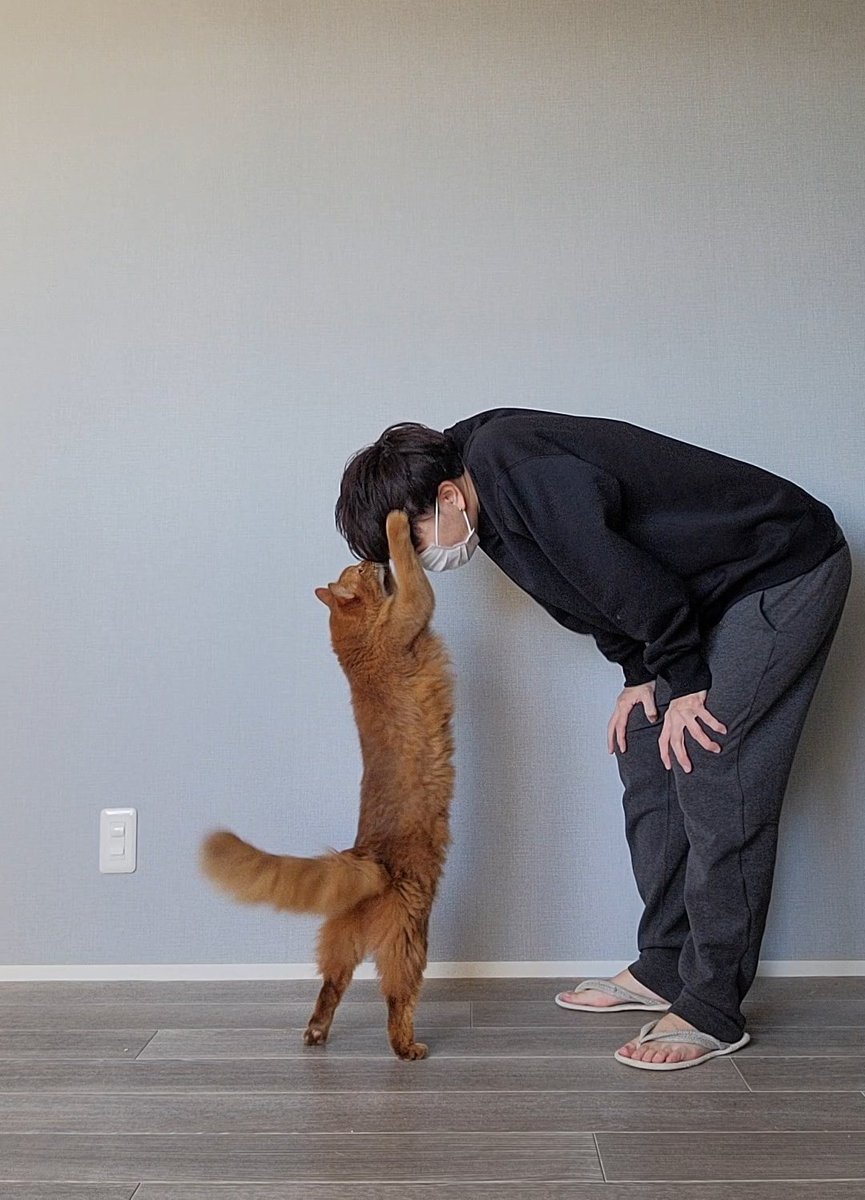 しぴこめᓚᘏᗢ (@chipie0826) / Posts / X