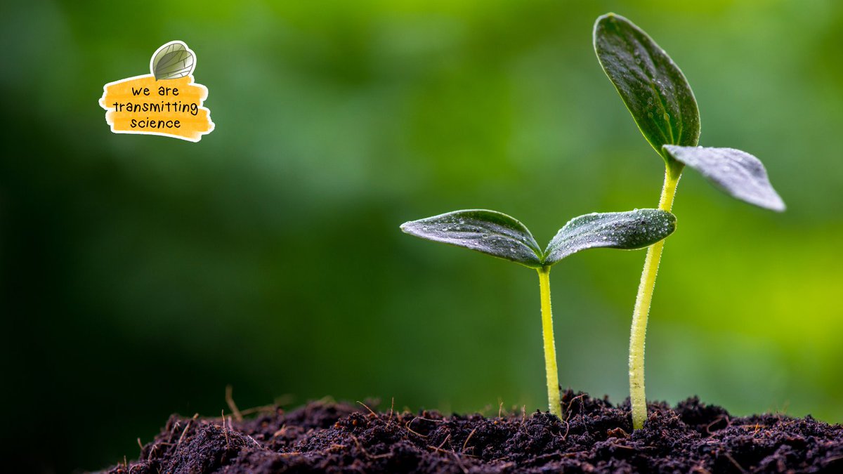 TransmitScience's tweet image. Through our Career Coaching service, we explore values, strengths, and possibilities, helping researchers reconnect with their sense of purpose.
transmittingscience.com/coaching-servi…

#WeareTransmittingScience