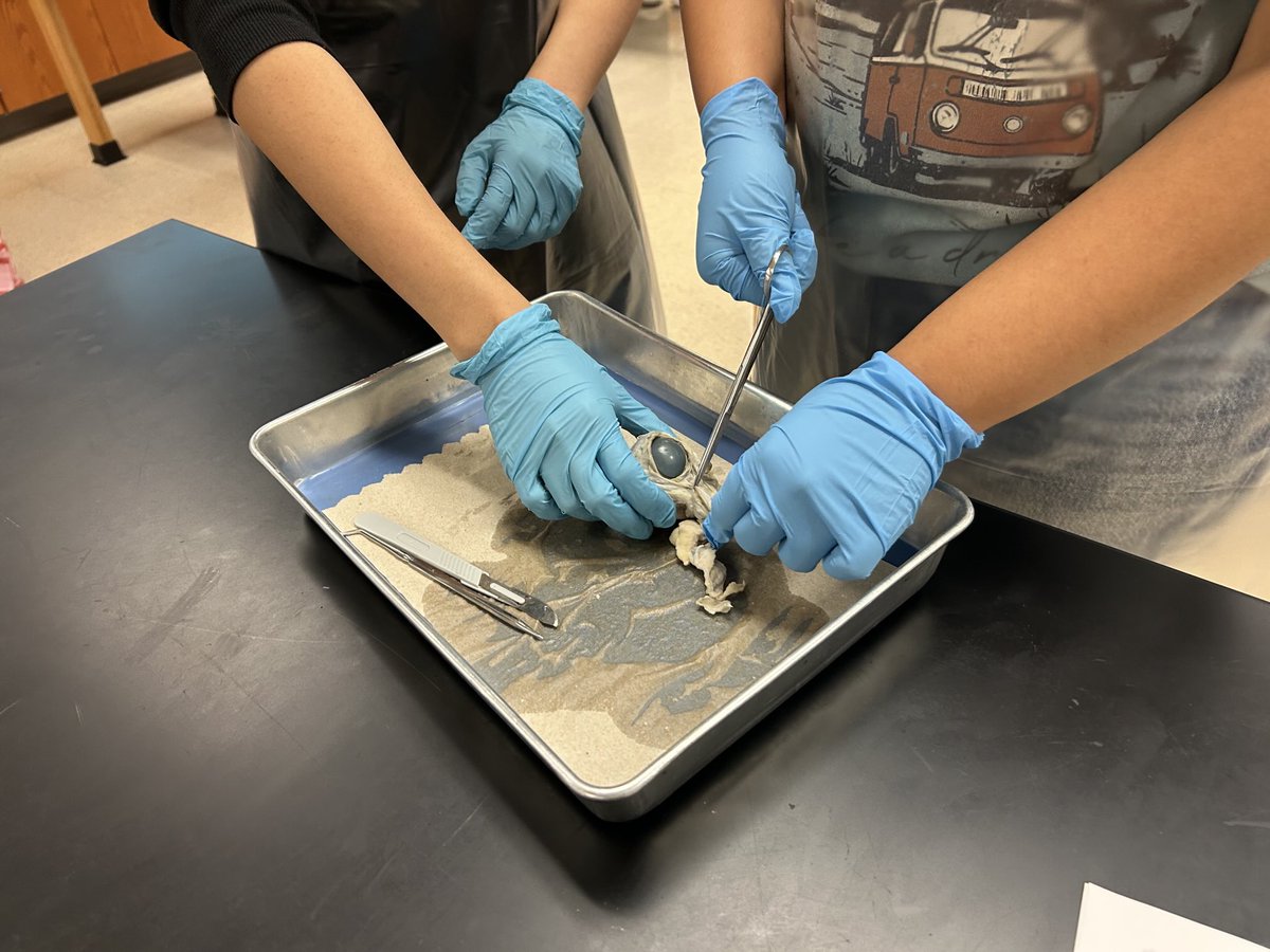 EDouglas_WHS's tweet image. DC A&amp;amp;P lab ⁦@cwhs_springisd⁩, Amazing! Students engaged in dissection &amp;amp; explaining structure/function w/confidence! Proud of this teacher’s growth over the last 5 yrs! Coaching+intentional planning = real dual credit readiness.
@SpringISD_CTE ⁦⁦⁦
