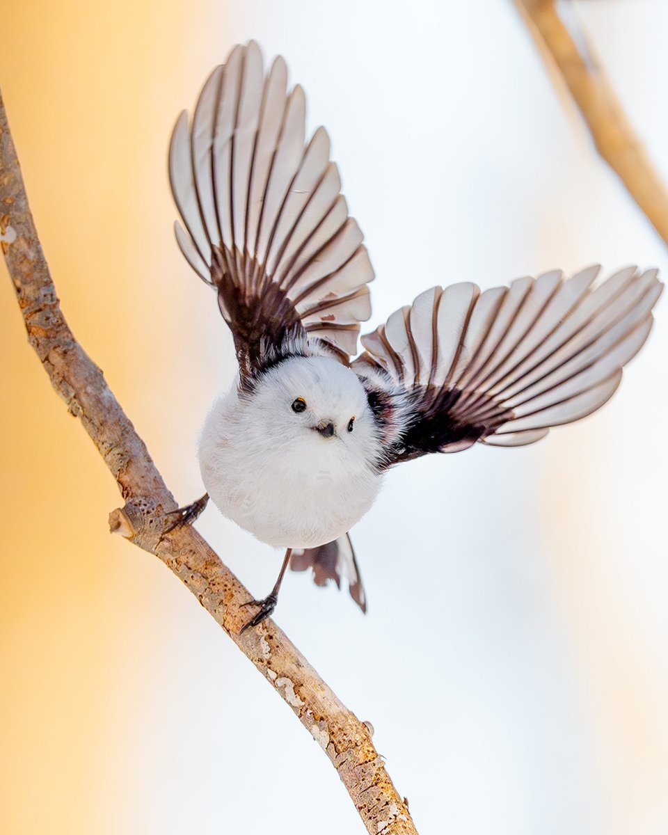 ohayoshimaenaga's tweet image. いざ出発のシマエナガです