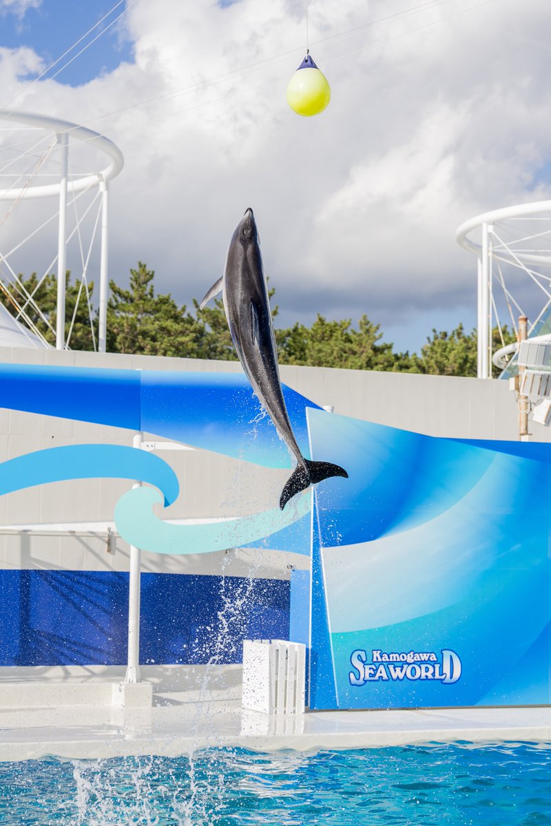 MaTaBeatCamera's tweet image. 鴨川シーワールドほんと良かった。
#EOSR6mark2