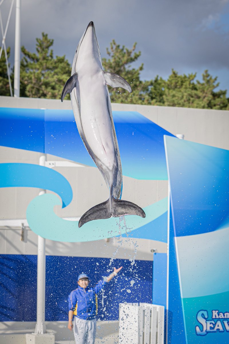 MaTaBeatCamera's tweet image. 鴨川シーワールドほんと良かった。
#EOSR6mark2