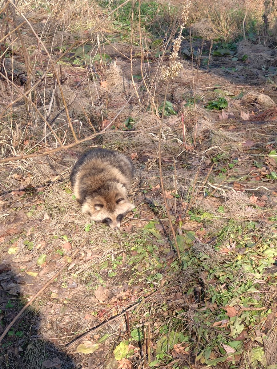 あらいぐママ⭐︎ アライグマ