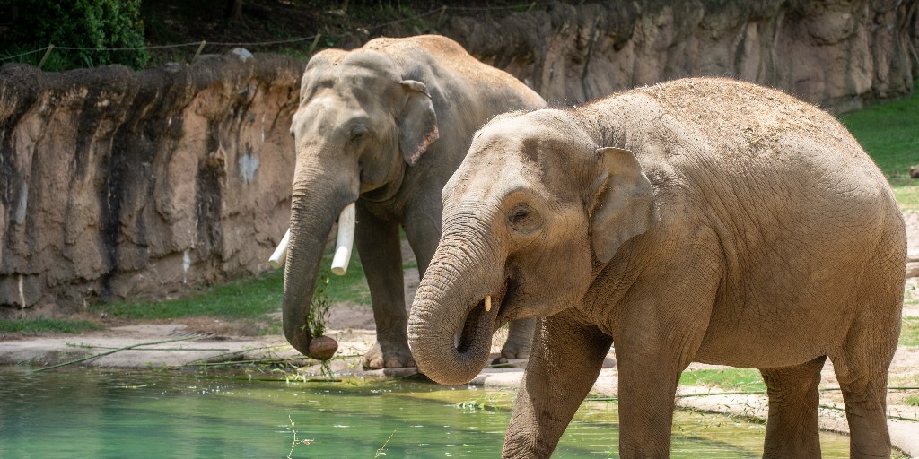 NationalZoo's tweet image. We’ve been keeping a not-so-little secret: one of the National Zoo’s elephants is pregnant!  🐘 

First-time mom Nhi Linh is expecting a calf in the New Year. Asian elephant pregnancies typically last 18 to 22 months, and mom’s birth window is between mid-January and early March.…
