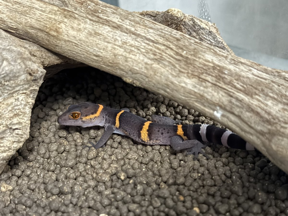 マジで可愛い.....🥺

しっかり大きくなるんだぞ✊🏻‼️