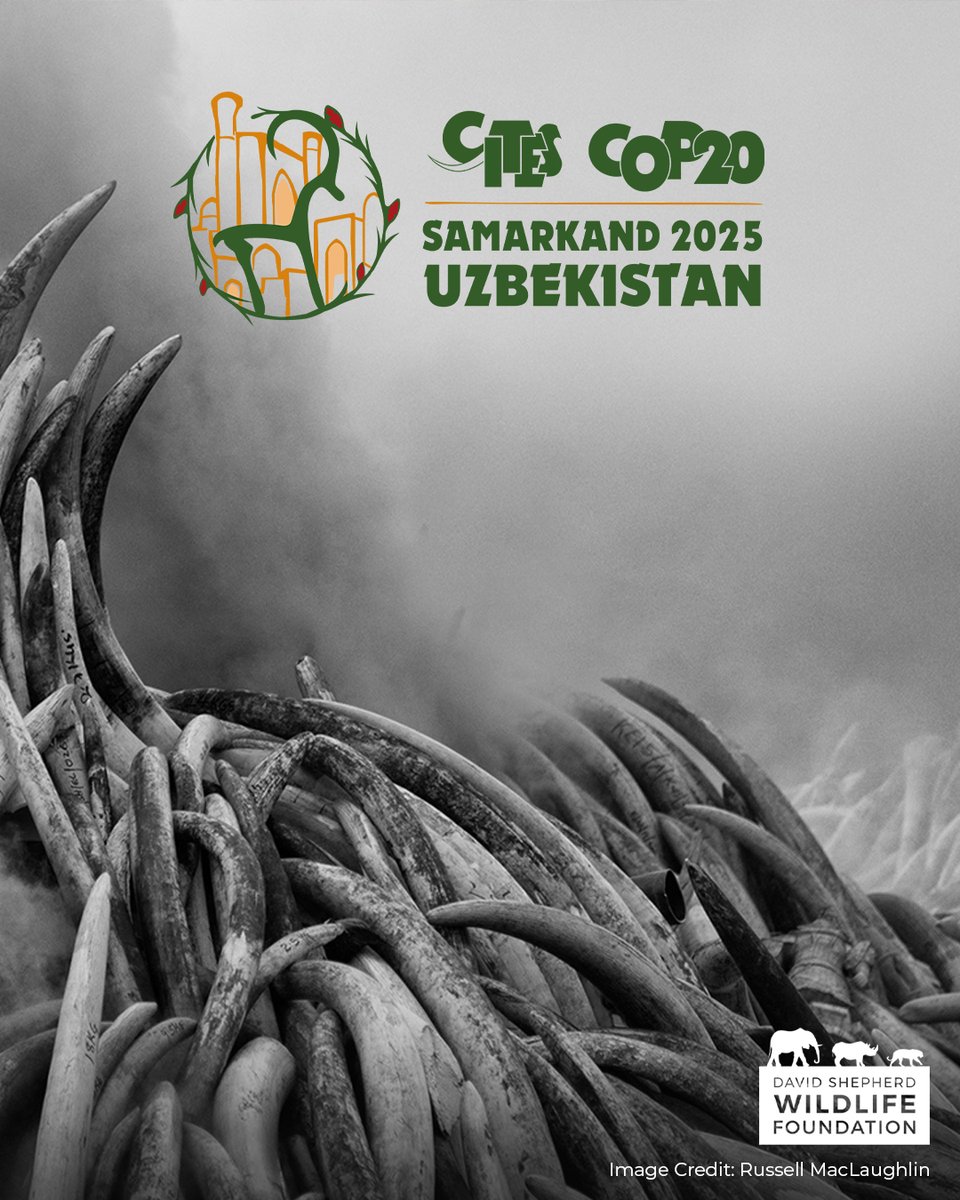 David Shepherd Wildlife Foundation tweet media