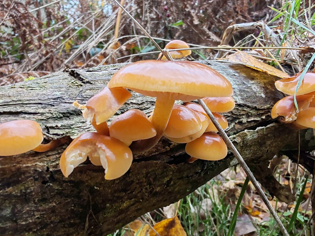 page_alexandre's tweet image. Collybie a pied velouté. Ce champignon est l&apos;un des rares à pousser encore tard dans l&apos;automne. Comestible et difficile à confondre avec son pied sombre et la rareté des autres espèces à ce moment de la saison.
