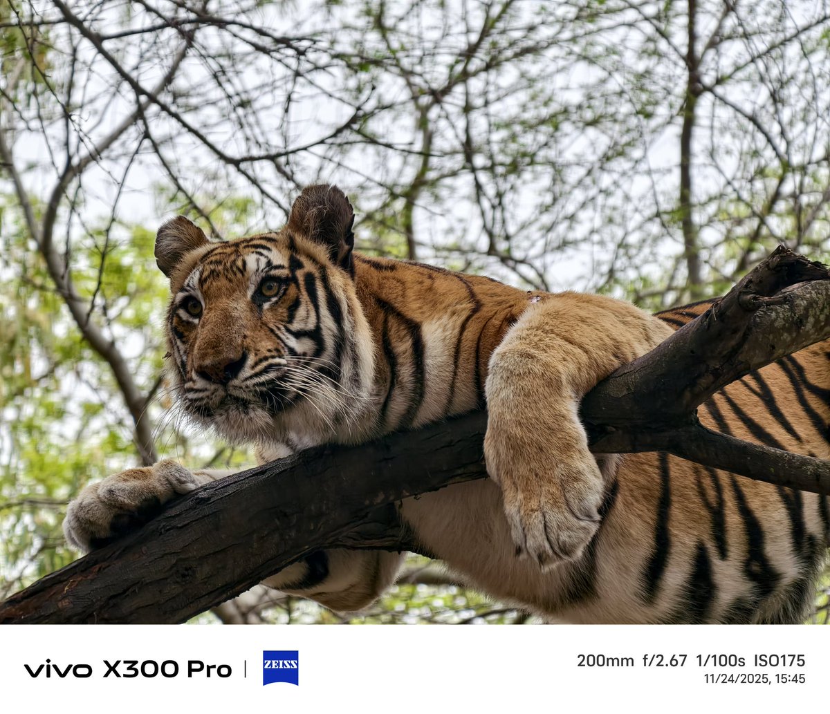 stufflistings's tweet image. Some more zoom samples of a 🐯 

#vivo #vivoX300Series #shotonvivoX300Pro