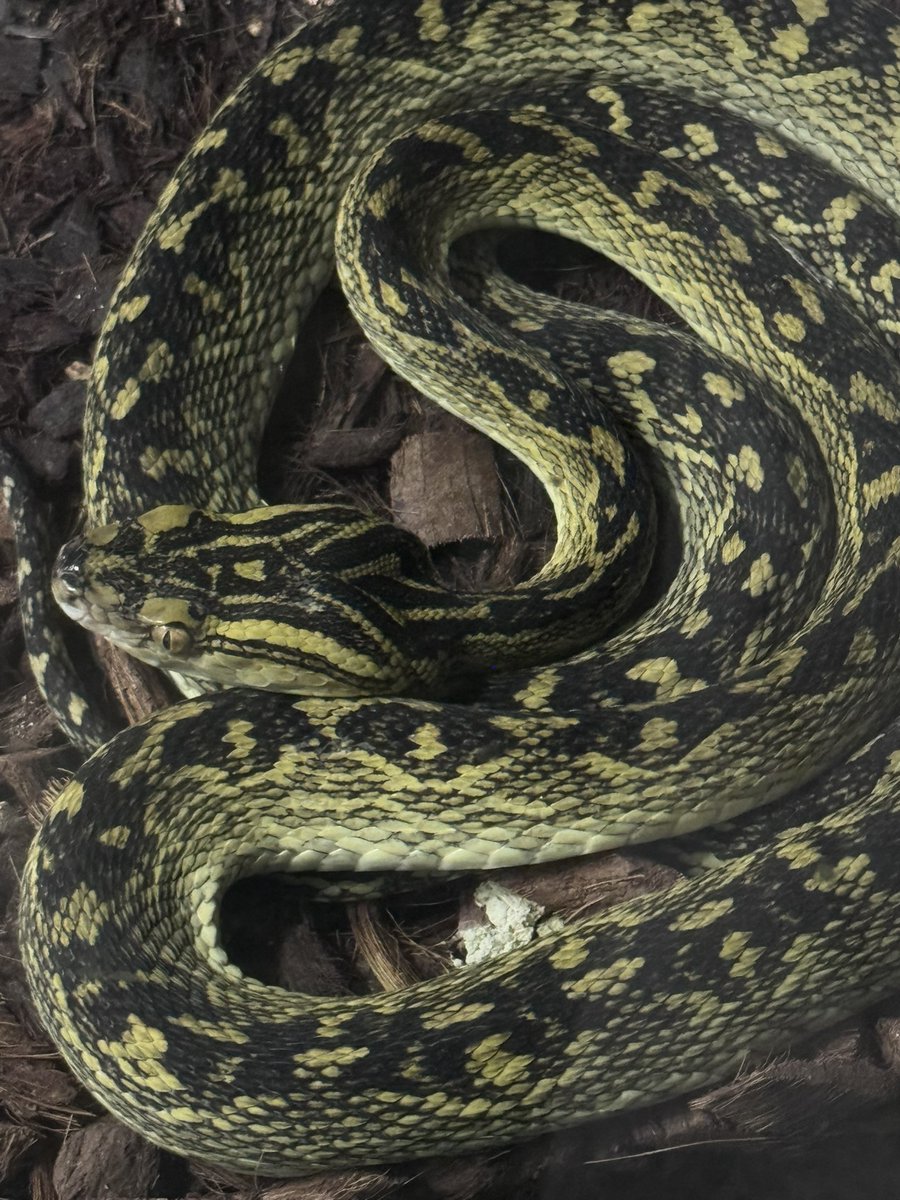 『けもフレ10周年記念コラボステッカー配布中！』

「けものフレンズプロジェクト10周年企画」に、沖縄こどもの国も参加しています！
ただいま、10周年記念ポストカード と 沖縄こどもの国限定デザインのコラボステッカー を数量限定で配布中です。