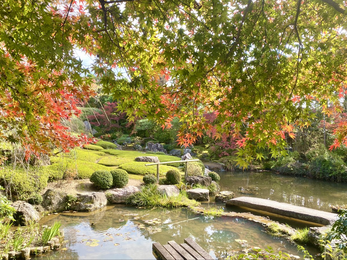 今天骑车去了妙心寺、竜安寺、嵐山。
妙心寺离我住处并不远却是第一次来。红叶不多，倒是入口那颗枝垂桜，春天一定好看，到时再来。