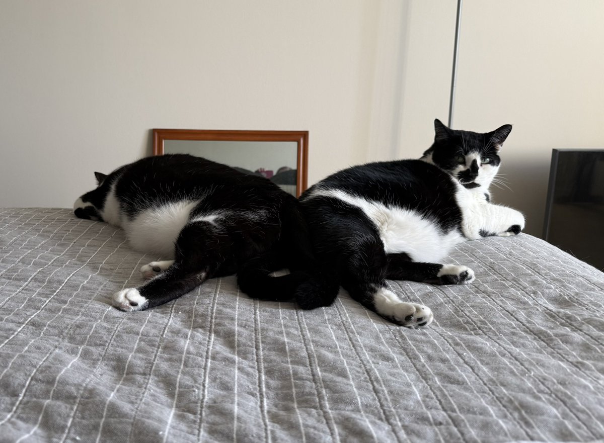 The butt-merging surgery was a total success!